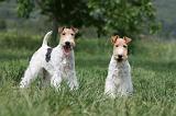 FOX TERRIER 636